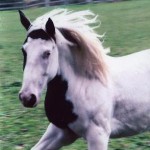 Inra Wild Wind
