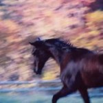 Poppe in Motion